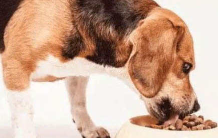 狗狗攜帶狂犬病毒能活多久？