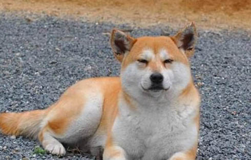 柴犬很兇嗎