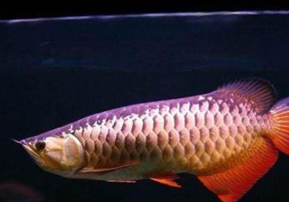 星點龍魚能長多大