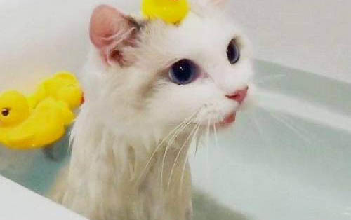 貓咪每天都有眼屎正常么
