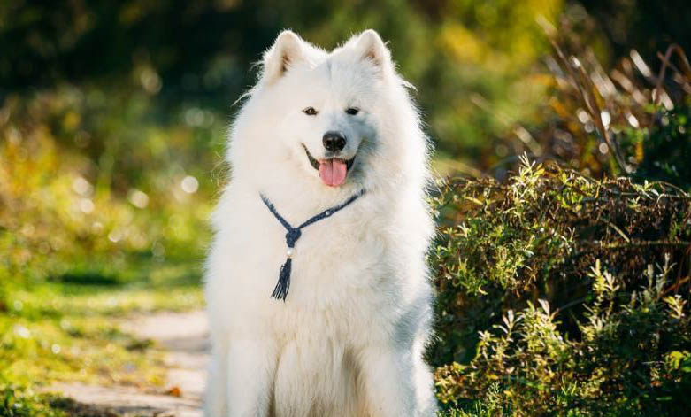室內喂養薩摩耶犬需要考慮的問題