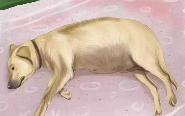 季節轉化飼養狗狗注意到了嗎