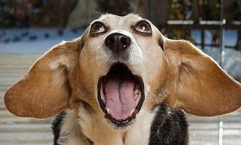 犬科動物和貓科動物哪個厲害