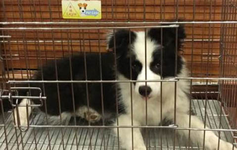 狗狗眼睛白色渾濁