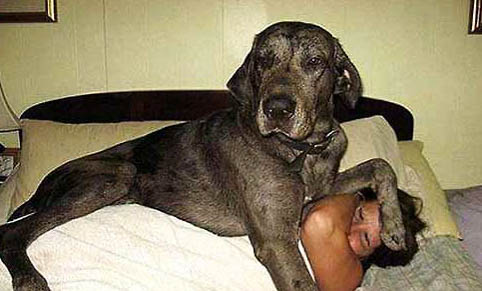 巨型犬體型有哪些