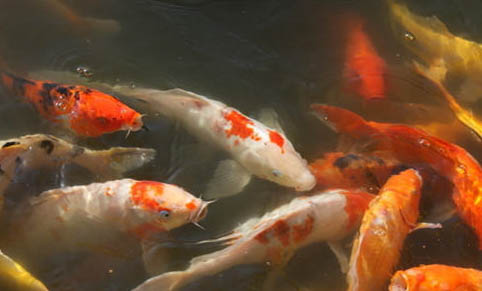 錦鯉沉底不游怎么治