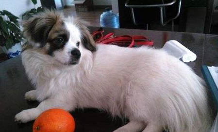 蝴蝶犬幼犬需要陪伴嗎