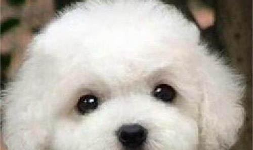 比熊犬衰老會有哪些表現