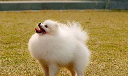 哪里有賣博美犬