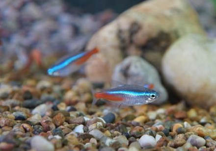 紅綠燈魚需要增氧嗎