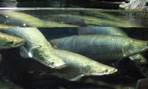可以養(yǎng)的鯊魚(yú)有哪些？