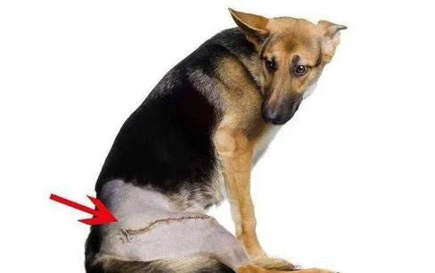 狗狗護食要怎么解決