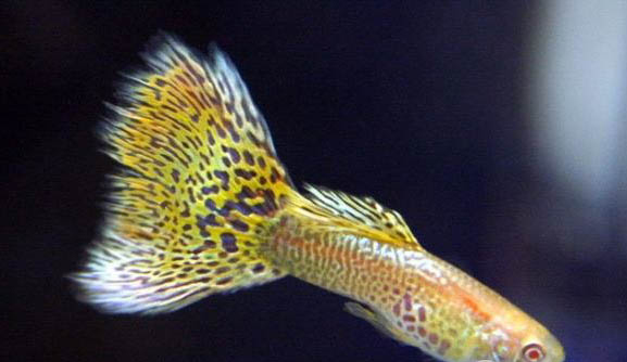 孔雀魚爛尾原因與治療