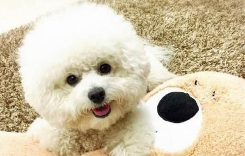 狗狗腹瀉后要禁食多久