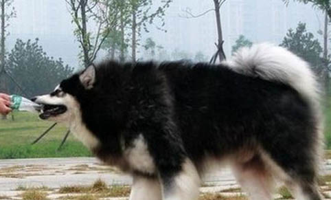 狗狗不小心吃了干燥劑多久會反應