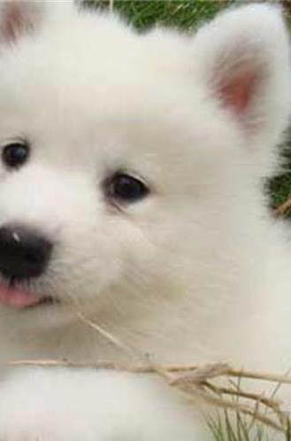 小狗的特點和生活特征 形容狗的特點有哪些