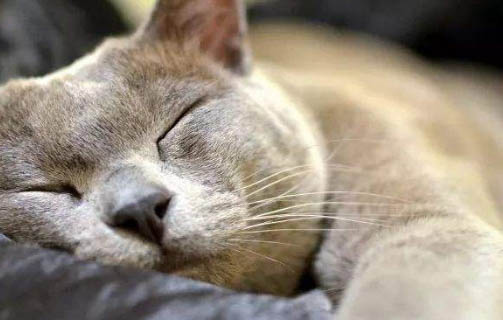 貓睡眠時(shí)間正常是多少