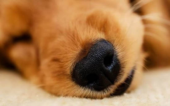 狗狗懷孕的時候會出現什么癥狀