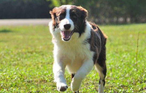 狗狗能吃動物內臟嗎