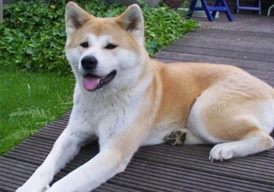日本秋田犬老喝水的原因及處理方法