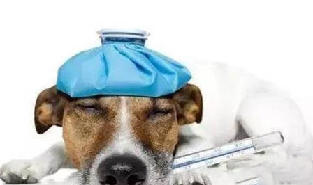 狗狗剃毛之后皮膚不長毛