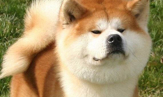 米蘭莊園日系秋田犬在哪里