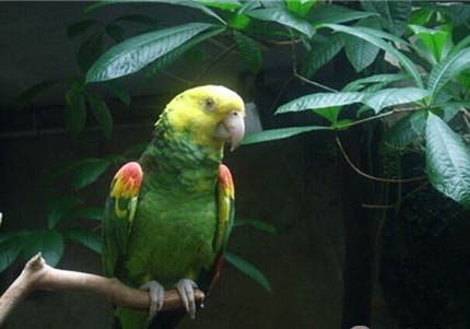 玄鳳鸚鵡合法嗎