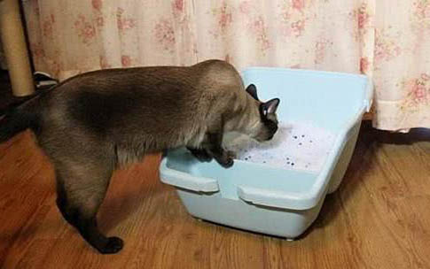 貓腿水腫傳腹