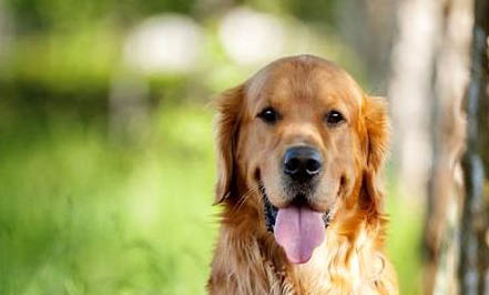 怎樣辨別金毛犬純不純？