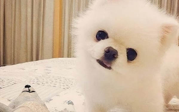 狗能吃蝦皮嗎