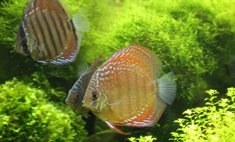 夏天中午釣魚技巧有哪些