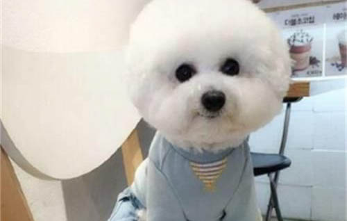 在哪里買狗狗比較放心便宜