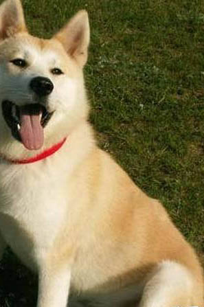 秋田犬和柴犬哪個好養