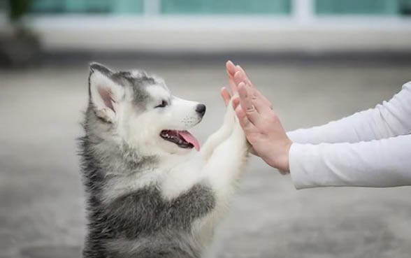 狗生病躲起來會死嗎？
