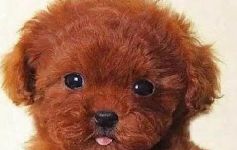 泰迪犬的貪睡原因及處理方法