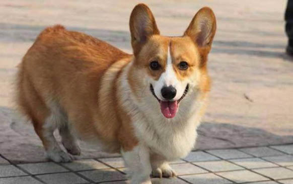 狗狗可以吃玉米嗎?