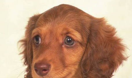 幼犬狗糧哪個牌子好