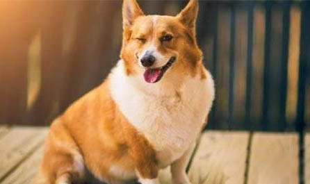 高加索犬聰明度排名多少
