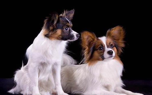 泰迪犬怎么飼養方法