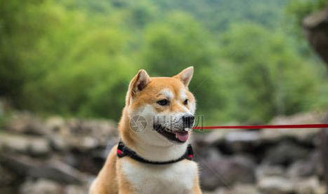 柴犬四個月標準體重