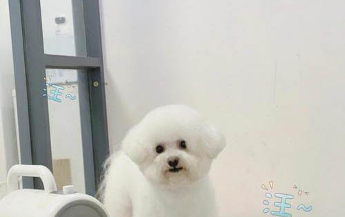 得了犬瘟的狗能活多久
