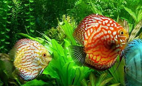 假山魚池養什么魚合適