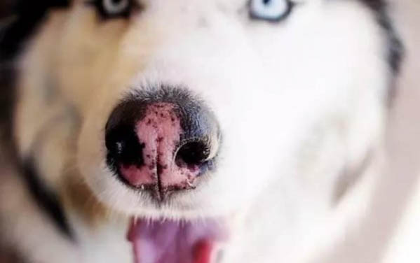 在狗狗身上發現蜱蟲怎么辦呢