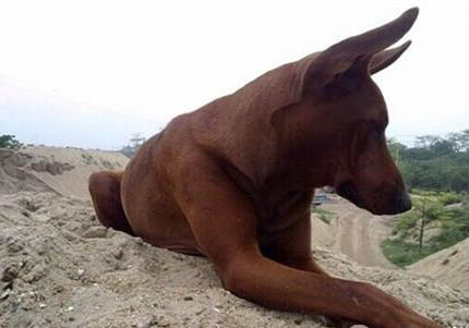法老王獵犬尿道好像在流膿液