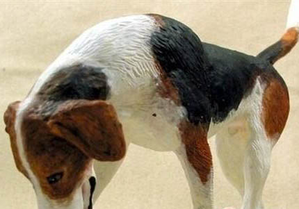 美國獵狐犬例假15天可以洗澡嗎
