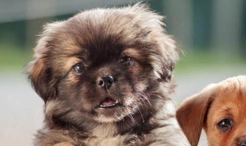 普羅特獵犬幼犬出售
