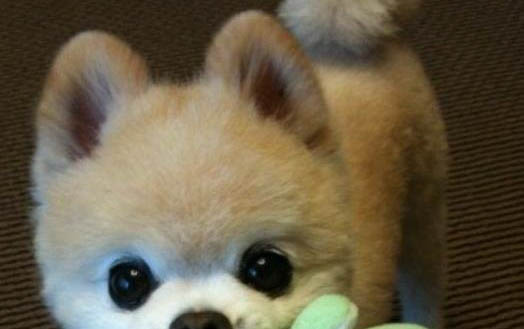 英系博美犬價格