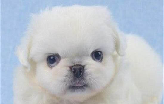 幼犬第一針可不以打八聯