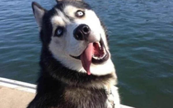 狗狗有哪些品種介紹