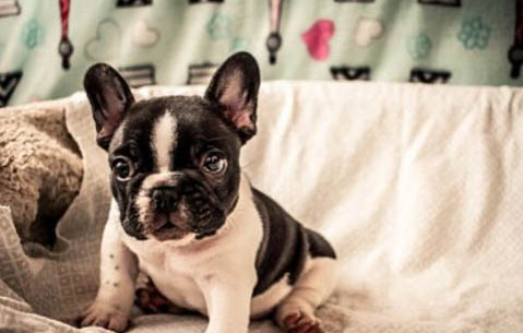 法國斗牛犬和英國斗牛犬哪個好